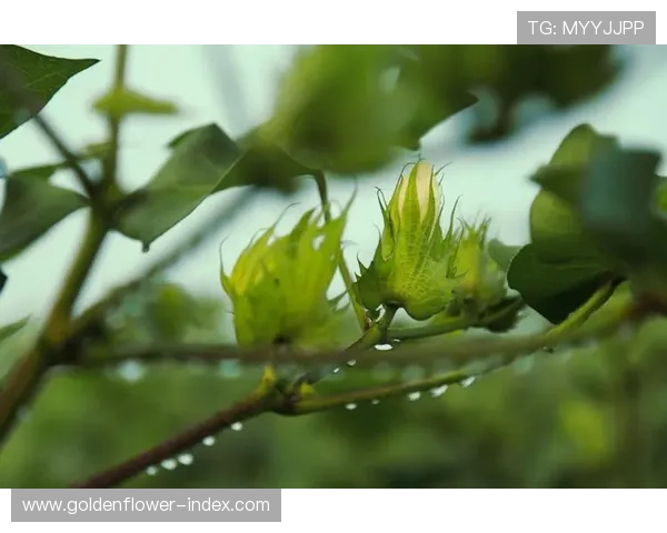 孙妍在整容前后照片对比揭示美丽蜕变过程与个人成长故事